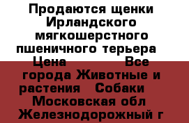 Продаются щенки Ирландского мягкошерстного пшеничного терьера › Цена ­ 30 000 - Все города Животные и растения » Собаки   . Московская обл.,Железнодорожный г.